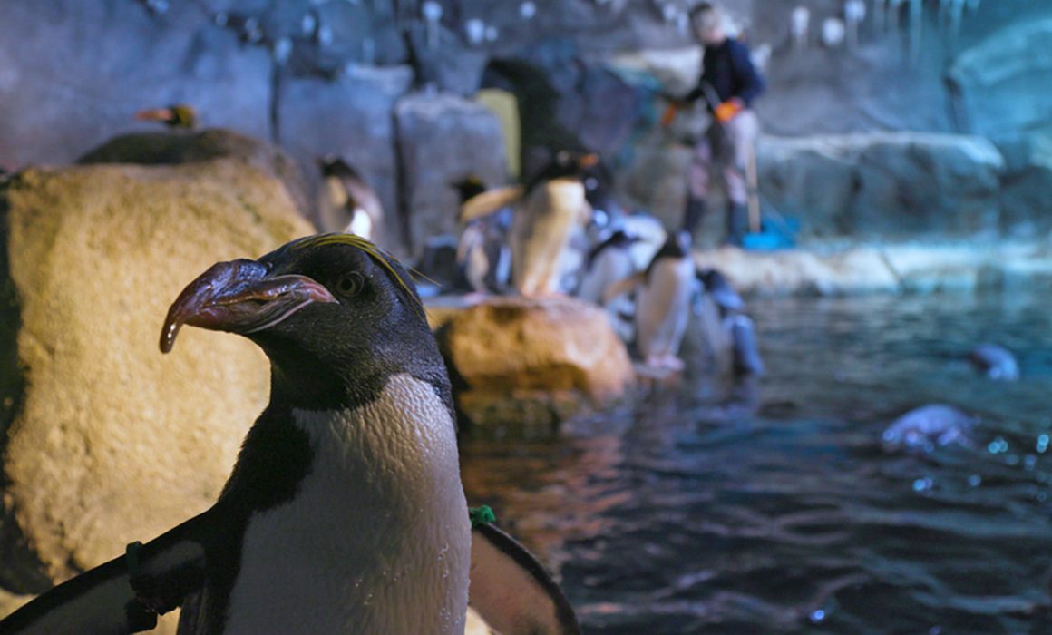 Pittsburgh Zoo and Aquarium Penguins